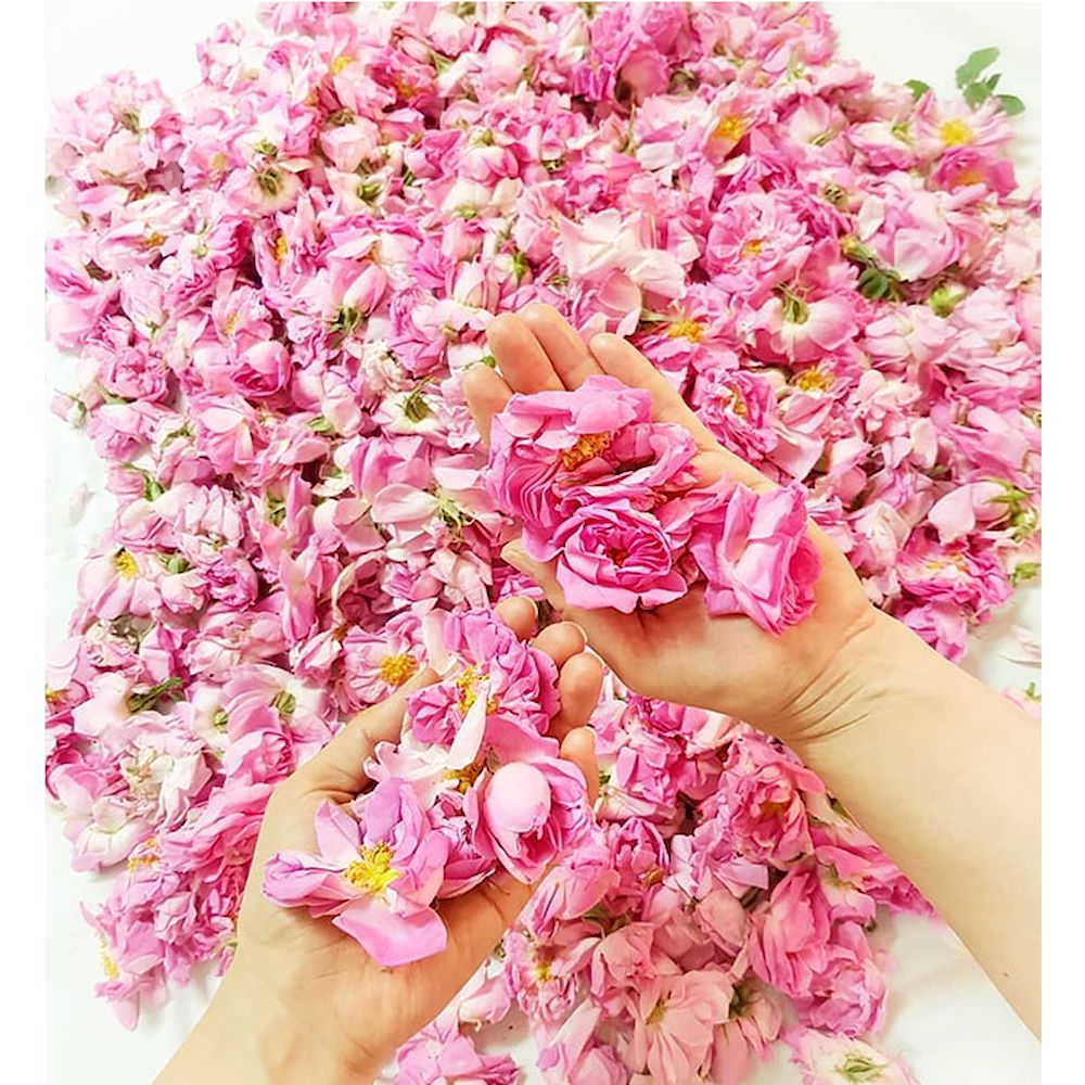 عمده فروشی گلاب